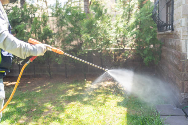 Wasp Removal Services in Lakewood, OH