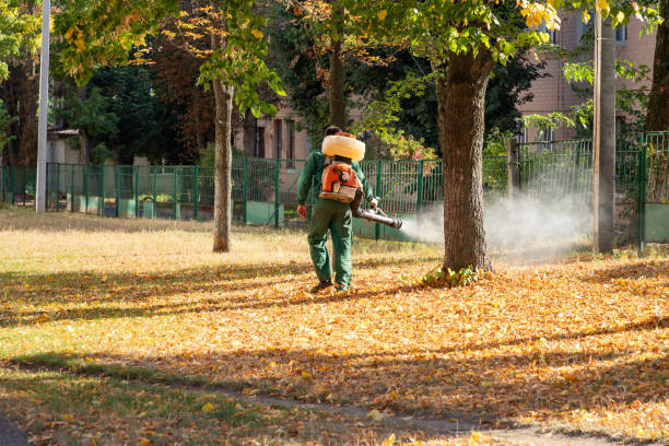 Insect Control in Lakewood, OH